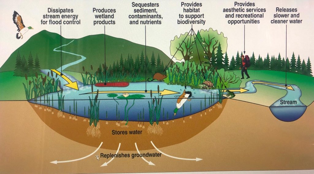 How Can I Purify My Water Naturally?